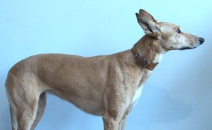 side view of lurcher