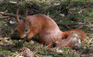 Formby Red Squirrel