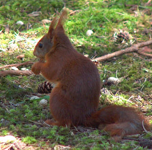 Formby Red Squirrel