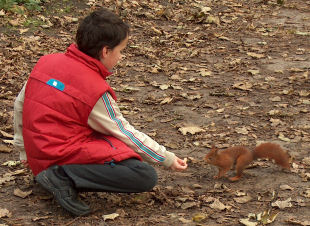 Formby Red Squirrel